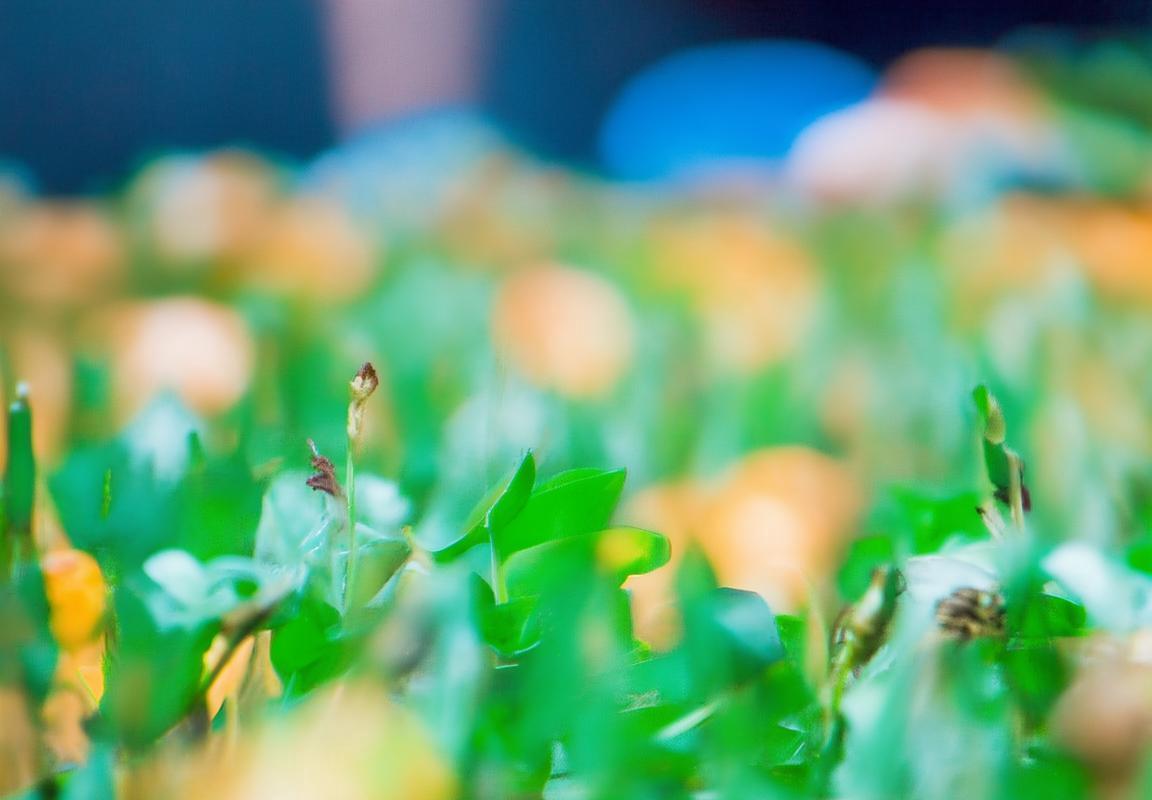 植物大战僵尸纵横棋盘自走棋：英雄挑战体验经典新玩法